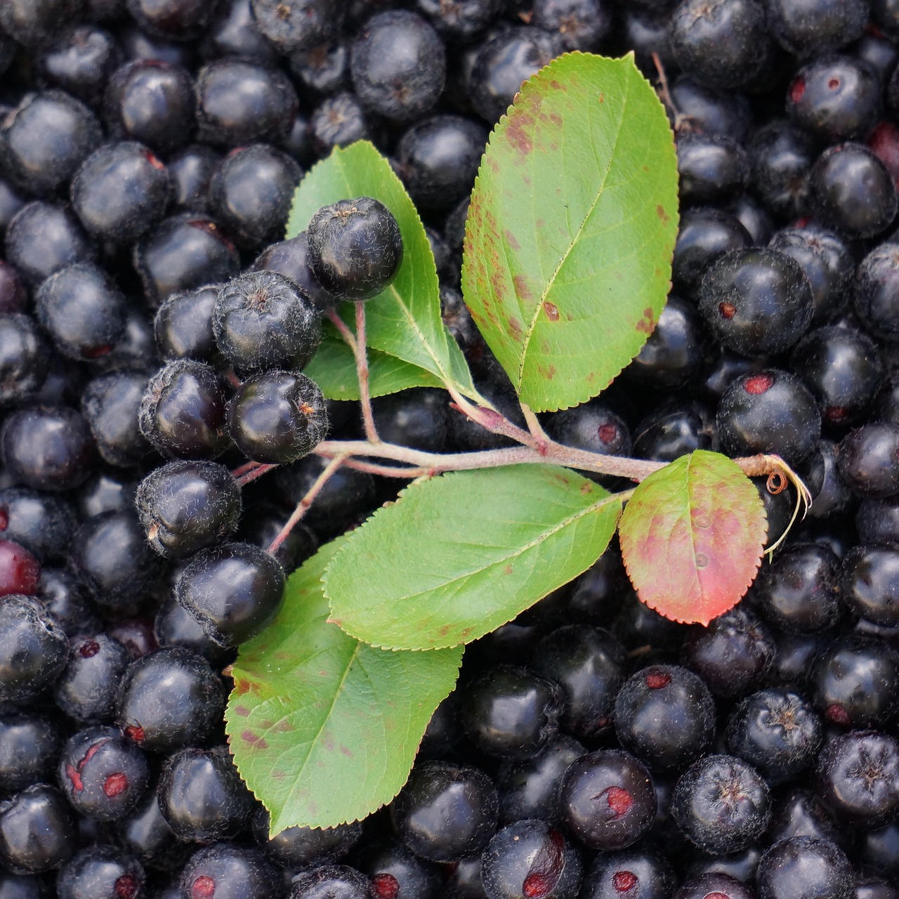 Fructele de Aronia: Beneficii pentru sanatate si cum sa le consumi corect